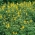 Anual lupino amarillo - ideal para después del cultivo - 500 g de semillas; Altramuz amarillo europeo, altramuz amarillo - 3000 semillas - Lupinus luteus