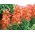 Low-rastúce snapdragon "Portos" - oranžová - Antirrhinum majus nanum - semená