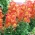 Düşük büyüyen aslanağzı "Portos" - turuncu - Antirrhinum majus nanum - tohumlar