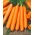 Morcov "Nefrit F1" - tip rădăcină mică, varietate viu colorată - 4250 de semințe - Daucus carota ssp. sativus 
