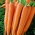 Valgomosios morkos - Kamila F1 - Daucus carota ssp. sativus  - sėklos