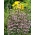 Buhača; Pennyrile, Squaw mint - 1500 sjemenki - Mentha longifolia - sjemenke