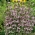 Pennyroyal; Pennyrile, Squaw mėtų - 1500 sėklų - Mentha longifolia - sėklos