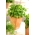 Basilikum - grøn  - Ocimum basilicum  - frø