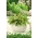 Mini vrt - Mangold (sladkorna pesa) za sveže, rezane liste - za kulturne terase in terase - Beta vulgaris  - semena