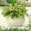 Mini gradina - Mangold (sfeclă) pentru frunze proaspete, tăiate - pentru culturile de balcon și terasă - Beta vulgaris  - semințe