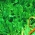 Paprastoji trūkažolė - Cichorium intybus - sėklos