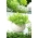 حديقة صغيرة - Endive للأوراق الطازجة والمقطعة - للشرفات وثقافات الشرفة - Cichorium endivia - ابذرة