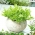 Daržinė trūkažolė  - Cichorium endivia - sėklos