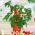 Mini Garden - Cà chua anh đào đỏ - để canh tác trên ban công và sân thượng - Lycopersicon esculentum - hạt