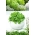 Mini Garden - Feldsalat - zum Anbau auf Balkonen und Terrassen; Gemeiner Maissalat, Feldsalat, Mâche, Fetticus, Feldsalat, Nusssalat, Feldsalat, Rapunzel - 