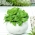 Полевой салат -  Valerianella locusta - семена
