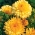 ポットマリーゴールド「アプリコットのねじれ」 - アプリコット -  216種子 - Calendula officinalis - シーズ