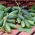 Poľná uhorka "Alhambra F1" - odroda parthenocarpic - Cucumis sativus - semená