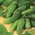 Cucumber "Atlas Pola F1" - early, pickling variety with small warts - 200 seeds