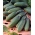 Castravete "Fason F1" - varietate de câmp pentru conserve și murături - 175 de semințe - Cucumis sativus