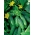 خیار "Portal F1" - سبز رنگ سبز، تنوع گونه ای که رشد نمی کند - 175 دانه - Cucumis sativus