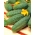 ककड़ी "विक्टोरिया एफ 1" - छोटे मौसा के साथ उज्ज्वल हरे फल के साथ क्षेत्र की विविधता - 175 बीज - 