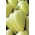 Paprika "Bianca F1" - bijela i slatka - 7 sjemenki - Capsicum L. - sjemenke