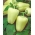 Biber "Citrina" - yüksek C vitamini içeriği ile soluk yeşil çeşidi - Capsicum L. - tohumlar