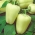 Pepper "Citrina" - varietas hijau pucat dengan kandungan vitamin C tinggi - Capsicum L. - biji