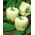 Tatlı biber 'Hallo' - tünellerde yetiştiriciliği için önerilen beyaz çeşididir - Capsicum annuum - Hallo - tohumlar
