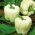 Tiêu ngọt 'Hallo' - giống màu trắng được khuyên dùng để trồng trong các đường hầm - Capsicum annuum - Hallo - hạt
