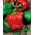 Pepper "Symphony" - pro pěstování pod kryty - prémiová odrůda pro všechny - 10 semen - Capsicum L. - semena