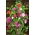 Ivy Geranium magok - Pelargonium peltatum - 5 mag
