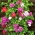 Ivy Geranium frø - Pelargonium peltatum - 5 frø