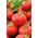 Tomate -  Alka - Lycopersicon esculentum  - RUBAN DE GRAINES