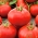 番茄“Alka” - 早期，矮小品种 -  SEED TAPE - Lycopersicon esculentum  - 種子