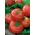 Rajčata "Ikarus" - pozdní odrůda odolná vůči měnícím se povětrnostním podmínkám - Lycopersicon esculentum Mill  - semena