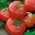 Tomate 'Ikarus' - späte, witterungsbeständige Freilandtomate