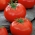 Tomat - Pedro - Lycopersicon esculentum  - frø