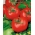 Polia paradajka "Sabala" - hustý, kompaktný zvyk - Lycopersicon esculentum Mill  - semená