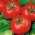 Câmp roșu "Sabala" - obicei gros, compact - Lycopersicon esculentum Mill  - semințe