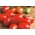 トマト「シェイク」 - 非常にしっかりした肉で円筒形の果物を生産する畑の品種 - Lycopersicon esculentum Mill  - シーズ
