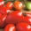 گوجه فرنگی "شیخ" - انواع مختلفی از میوه های استوانه ای با گوشت بسیار قوی تولید می کنند - Lycopersicon esculentum Mill  - دانه