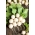 Ravanello – Snowball - bianco - 850 semi - Raphanus sativus L.