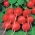 Radish "Fiesta" - rapidly growing, round or heart-shaped, carmine red roots - 850 seeds