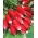 Turp "Flamboyant 2" - kırmızı, beyaz uçlu kökler - 425 tohum - Raphanus sativus L. - tohumlar