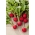 Radish "Lidka" - pentru cultivare de la începutul primăverii până la sfârșitul toamnei - 850 de semințe - Raphanus sativus L.