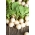 Ραπανάκι "Γύρος λευκό" - λευκό - 385 σπόρους - Raphanus sativus L. - σπόροι
