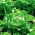Зелена салата "Цассини" - Lactuca sativa L. var. Capitata - семе