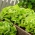 Зелена салата "Јустина" - рана сорта - СЕЕД ТАПЕ - Lactuca sativa L.  - семе