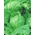 חסה אייסברג "לארסן" - מגוון מוקדם בינוני - 900 זרעים - Lactuca sativa L. 