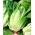 Салат "Ромен" "Lentissima a Montare 3" - блідо-зелений - 950 насінин - Lactuca sativa L. var. longifolia - насіння