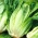 Zelena salata "Lentissima a Montare 3" - blijedozelena - 950 sjemenki - Lactuca sativa L. var. longifolia - sjemenke