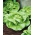 Зелена салата "Ноцховска" - идеална за сендвиче - 1800 семена - Lactuca sativa L. var. Capitata